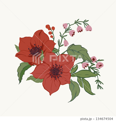 Vector Christmas floral card of poinsettia, leaves and berries. Hand-drawn vintage poster isolated on white background. Illustration for design, print, fabric or background. Vector Christmas floral card of poinsettia, leaves and berries. Hand-drawn vintage poster isolated on white background. Illustration for design, print, fabric or background. 134674504