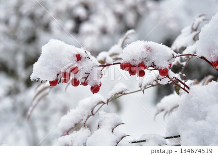 赤い南天の実に雪が積もる 赤い南天の実に雪が積もる 134674519
