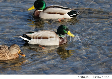 池を泳ぐマガモ 池を泳ぐマガモ 134674862