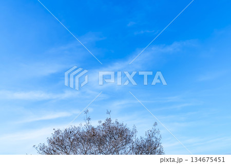 冬空と雲と木立 冬空と雲と木立 134675451