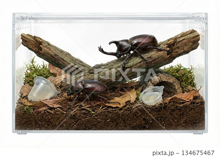 カブトムシの飼育 134675467