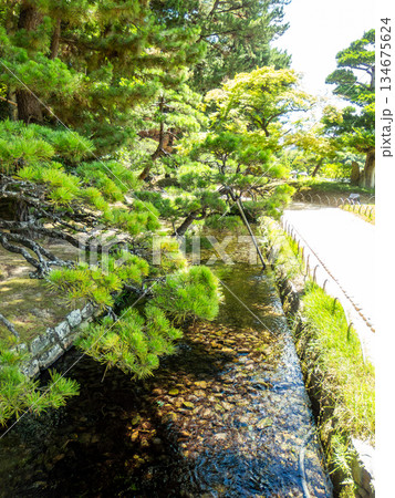 夏の岡山 後楽園の清々しい景色 水路と松 夏の岡山 後楽園の清々しい景色 水路と松 134675624