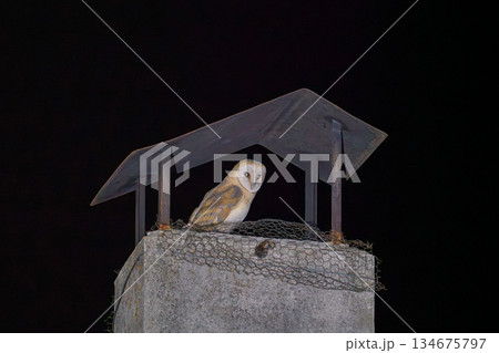 Nocturnal Barn Owl Perched on a Chimney Structure 134675797