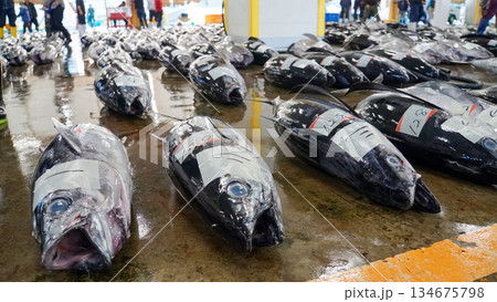 市場で並べられた大型マグロの競りの様子 市場で並べられた大型マグロの競りの様子 134675798