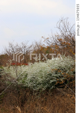 白いユキヤナギの花 白いユキヤナギの花 134675935