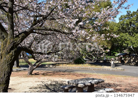 神奈川県　平塚市総合公園日本庭園付近散策路と早咲き桜と休憩スペース 134675947