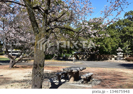 神奈川県　平塚市総合公園日本庭園付近散策路と早咲き桜と休憩スペース 134675948
