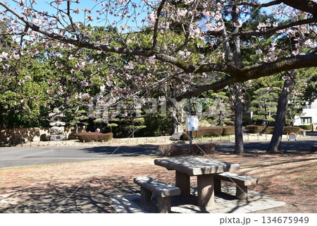 神奈川県 平塚市総合公園日本庭園付近散策路と早咲き桜と休憩スペース 神奈川県 平塚市総合公園日本庭園付近散策路と早咲き桜と休憩スペース 134675949