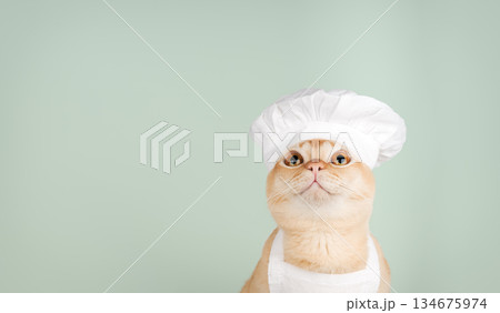 Burmese chef cat on a green background 134675974