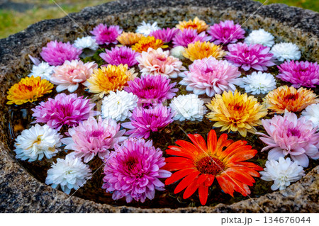 和心 花手水のおもてなし 和心 花手水のおもてなし 134676044