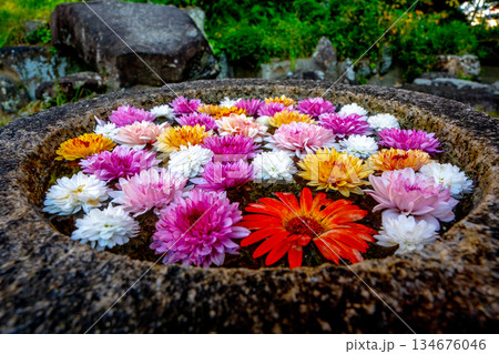 和心 花手水のおもてなし 和心 花手水のおもてなし 134676046