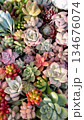 カラフルな多肉植物 134676074