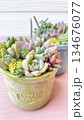 ブリキの鉢に挿した多肉植物 134676077