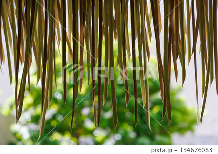 南国の植物の屋根の軒先 南国の植物の屋根の軒先 134676083