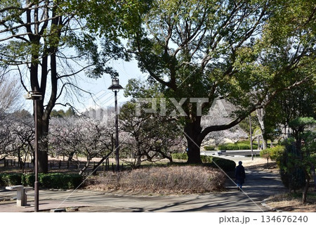 神奈川県 平塚市総合公園の散策路と梅林 神奈川県 平塚市総合公園の散策路と梅林 134676240