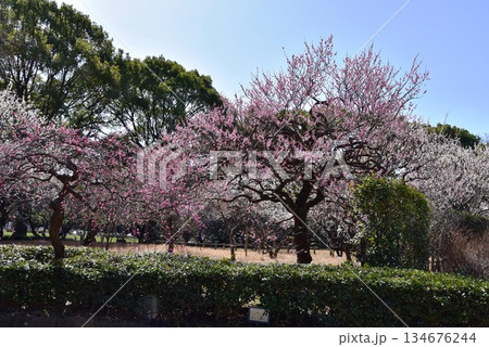 神奈川県　平塚市総合公園の満開梅林 134676244