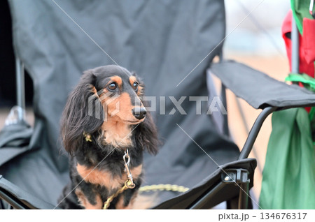 愛犬とキャンプ ダックスフンド 愛犬とキャンプ ダックスフンド 134676317