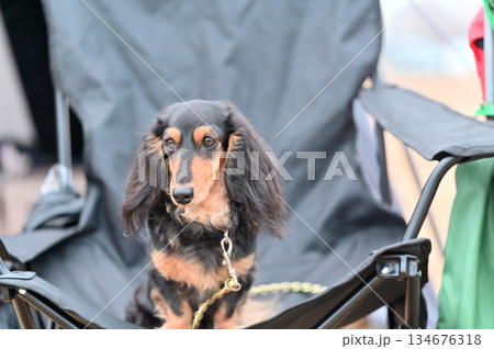 愛犬とキャンプ ダックスフンド 愛犬とキャンプ ダックスフンド 134676318