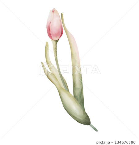 Pink Tulip Spring Bulbs Flower. Watercolor hand drawn floral illustration isolated on white background for Easter Woman's day design textile fresh fabric print card cosmetic package porcelain crockery Pink Tulip Spring Bulbs Flower. Watercolor hand drawn floral illustration isolated on white background for Easter Woman's day design textile fresh fabric print card cosmetic package porcelain crockery 134676596
