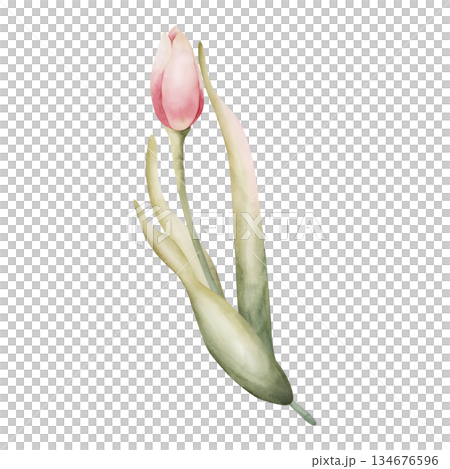 Pink Tulip Spring Bulbs Flower. Watercolor hand drawn floral illustration isolated on white background for Easter Woman's day design textile fresh fabric print card cosmetic package porcelain crockery Pink Tulip Spring Bulbs Flower. Watercolor hand drawn floral illustration isolated on white background for Easter Woman's day design textile fresh fabric print card cosmetic package porcelain crockery 134676596