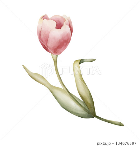 Pink Tulip Spring Bulbs Flower. Watercolor hand drawn floral illustration isolated on white background for Easter Woman's day design textile fresh fabric print card cosmetic package porcelain crockery Pink Tulip Spring Bulbs Flower. Watercolor hand drawn floral illustration isolated on white background for Easter Woman's day design textile fresh fabric print card cosmetic package porcelain crockery 134676597