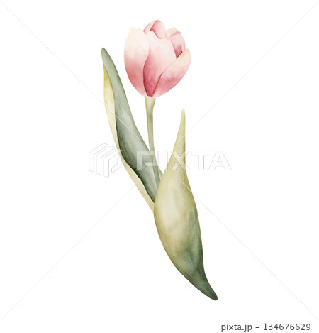 Pink Tulip Spring Bulbs Flower. Watercolor hand drawn floral illustration isolated on white background for Easter Woman's day design textile fresh fabric print card cosmetic package porcelain crockery Pink Tulip Spring Bulbs Flower. Watercolor hand drawn floral illustration isolated on white background for Easter Woman's day design textile fresh fabric print card cosmetic package porcelain crockery 134676629