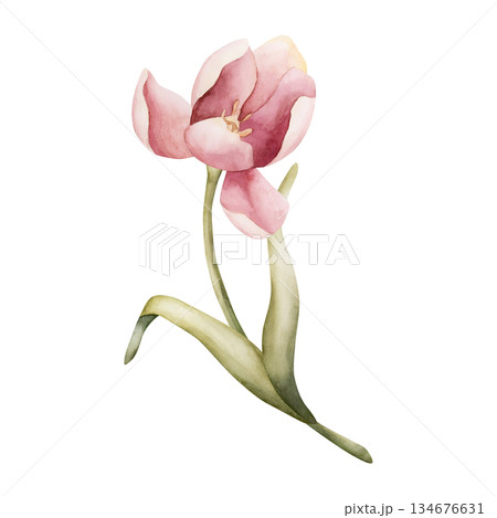 Pink Tulip Spring Bulbs Flower. Watercolor hand drawn floral illustration isolated on white background for Easter Woman's day design textile fresh fabric print card cosmetic package porcelain crockery Pink Tulip Spring Bulbs Flower. Watercolor hand drawn floral illustration isolated on white background for Easter Woman's day design textile fresh fabric print card cosmetic package porcelain crockery 134676631