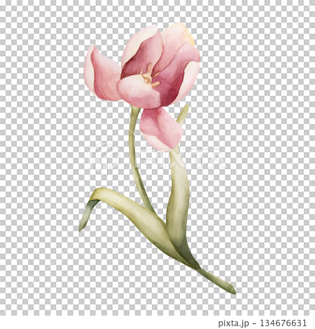 Pink Tulip Spring Bulbs Flower. Watercolor hand drawn floral illustration isolated on white background for Easter Woman's day design textile fresh fabric print card cosmetic package porcelain crockery Pink Tulip Spring Bulbs Flower. Watercolor hand drawn floral illustration isolated on white background for Easter Woman's day design textile fresh fabric print card cosmetic package porcelain crockery 134676631