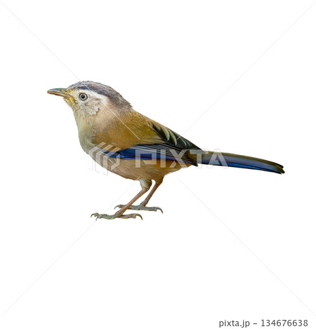 Blue-Winged Minla standing gracefully, displaying olive tones and vivid blue wing feathers against a clean white background 134676638