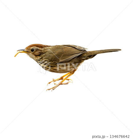 Puff-throated Babbler captured mid step with an insect in its bill, showing earthy brown plumage and alert posture on a clean white background 134676642