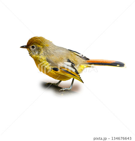 Chestnut-tailed Minla perched calmly, displaying yellow underparts, olive back, bold wing markings, and distinctive chestnut tail on a clean white background 134676643