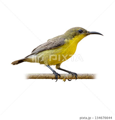 Purple Sunbird Female perched calmly on a slender branch, showing bright yellow underparts and a gently curved bill against a clean white background 134676644