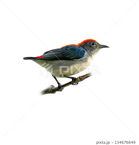 Scarlet-backed Flowerpecker perched on a slender branch, showing striking red crown and deep blue-black wings against a clean white background 134676649