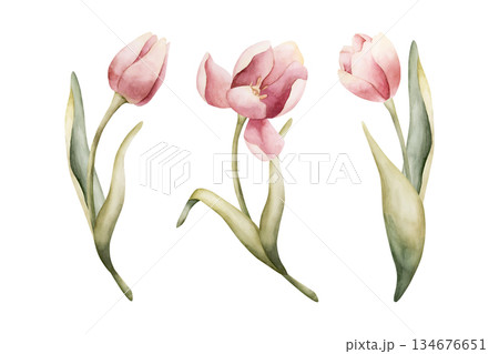 Pink Tulip Spring Bulb Flowers Set. Watercolor hand drawn floral illustration isolated on white background Easter Woman's day design textile fresh fabric print card cosmetic package porcelain crockery 134676651