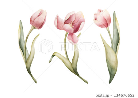 Pink Tulip Spring Bulb Flowers Set. Watercolor hand drawn floral illustration isolated on white background Easter Woman's day design textile fresh fabric print card cosmetic package porcelain crockery 134676652