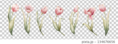 Pink Tulip Spring Bulb Flowers Set. Watercolor hand drawn floral illustration isolated on white background Easter Woman's day design textile fresh fabric print card cosmetic package porcelain crockery 134676656