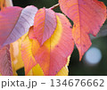 桜の葉の紅葉のアップ 日陰になっていた部分が葉っぱの形になっている 134676662