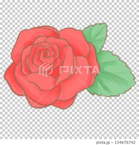 Illustration of a red rose Illustration of a red rose 134676742