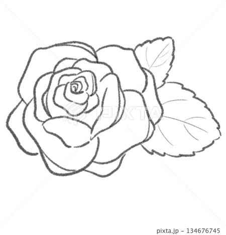 薔薇の線画イラスト 134676745