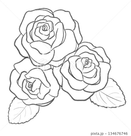 シンプルな薔薇の線画　3つの花 134676746