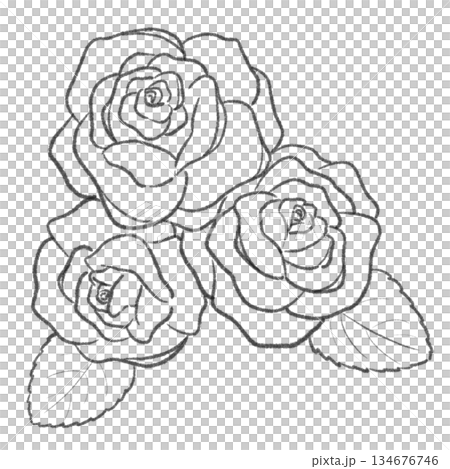 シンプルな薔薇の線画　3つの花 134676746