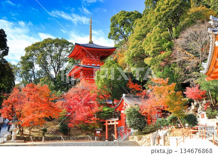 【兵庫県】快晴の須磨寺の三重塔と紅葉 【兵庫県】快晴の須磨寺の三重塔と紅葉 134676868