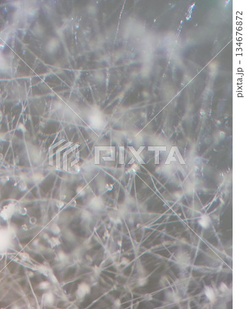 空気中の水分を吸収するカビ 134676872