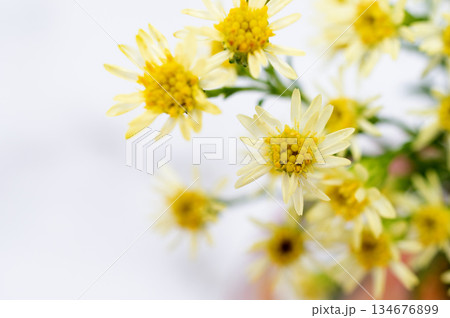 ソリダスターの花のクローズアップ（右配置） 134676899