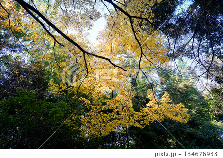 宮島のもみじ谷の紅葉 宮島のもみじ谷の紅葉 134676933