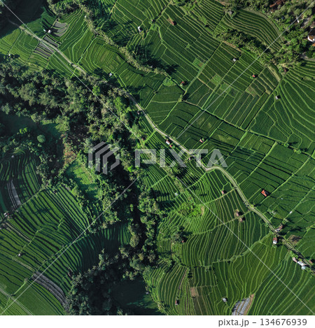 Magnificent Drone Shot Showcasing Verdant Rice Paddies Magnificent Drone Shot Showcasing Verdant Rice Paddies 134676939