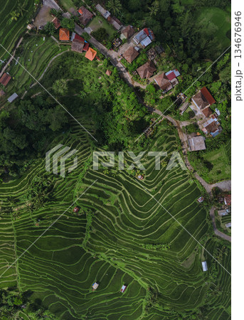Overhead View Of Verdant Agricultural Terraces With Winding Roads Overhead View Of Verdant Agricultural Terraces With Winding Roads 134676946