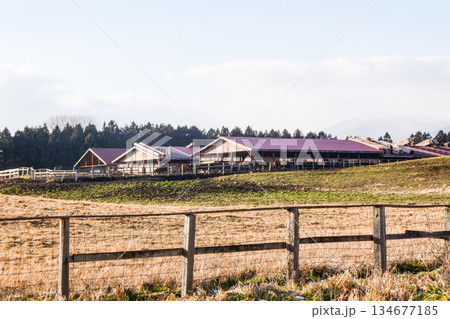 冬の小岩井農場の牛舎と放牧地の黒毛和牛やいわて短角和牛 冬の小岩井農場の牛舎と放牧地の黒毛和牛やいわて短角和牛 134677185