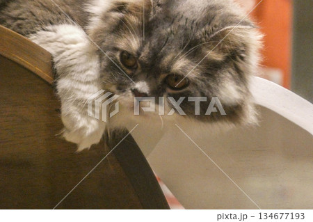 ペットショップでくつろぐペルシャ猫または、スコティッシュフォールドまたは、フォールデックス 134677193