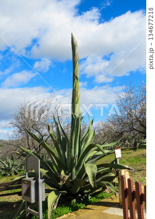 青空高く伸びるアガベの花茎 青空高く伸びるアガベの花茎 134677218